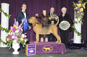 Bloodhound Winner Photo Cr- John Ashbey