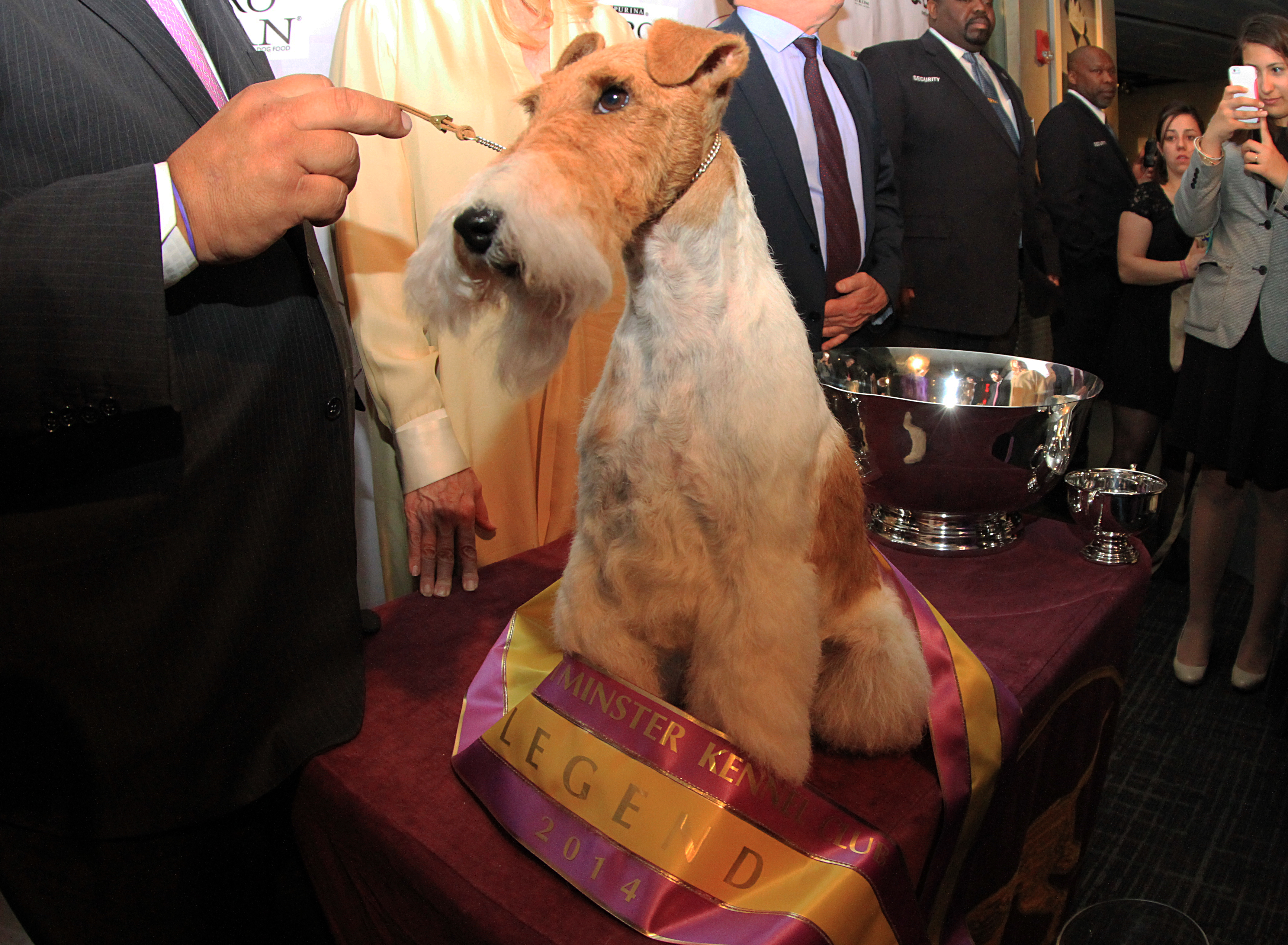 2014 Westminster Dog show: Sky in the Making