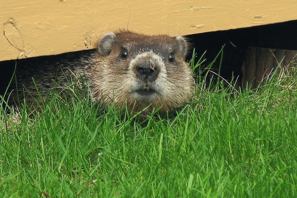 Groundhogs Day Traditions in New York City
